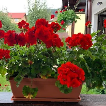Rolizo Guest house Brasov