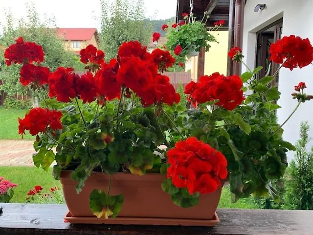 Rolizo Gæstehus Braşov